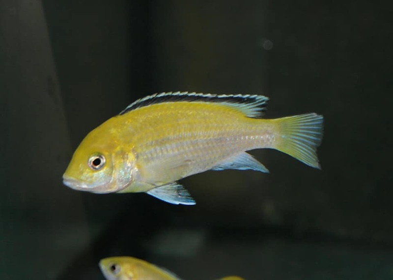 Labidochromis caeruleus 'Lion's Cove'